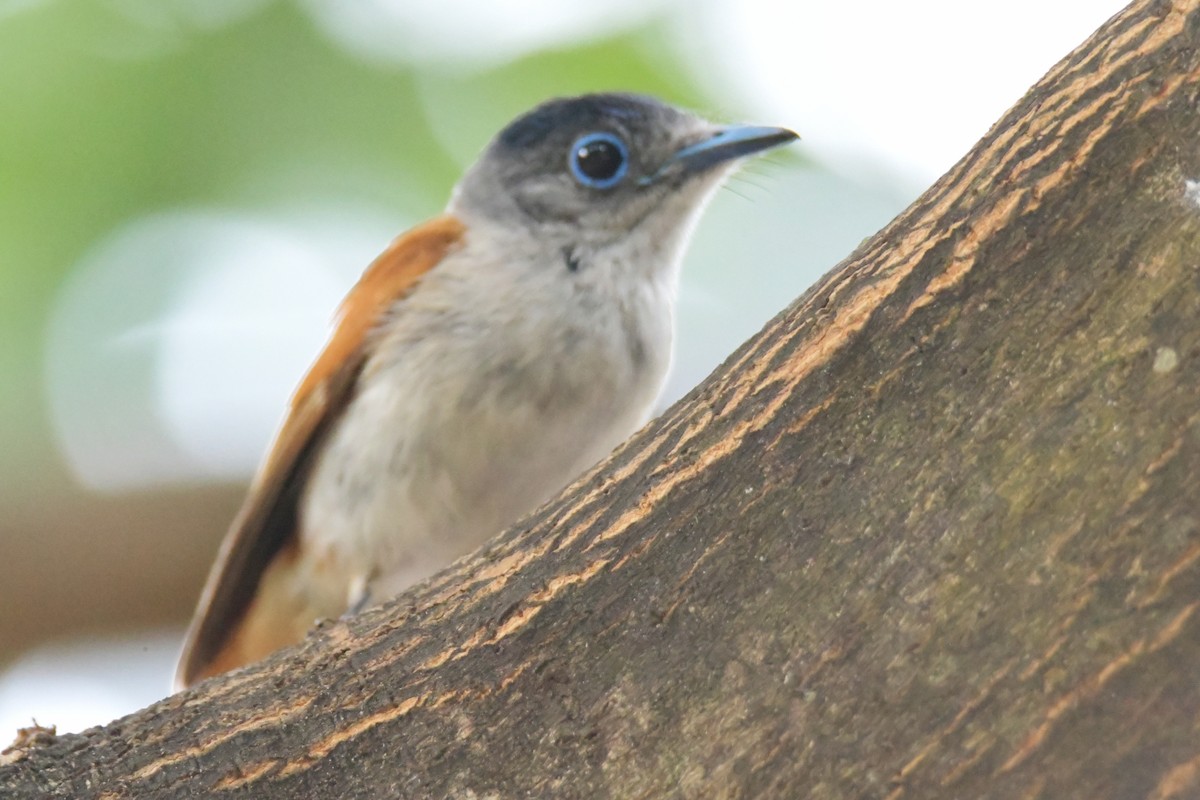 Sao Tome Paradise-Flycatcher - ML643765060