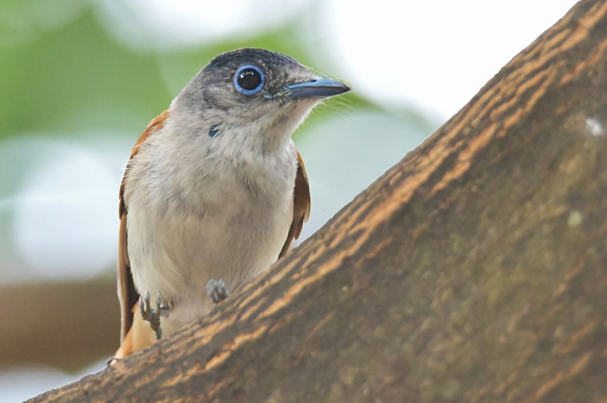 Sao Tome Paradise-Flycatcher - ML643765061