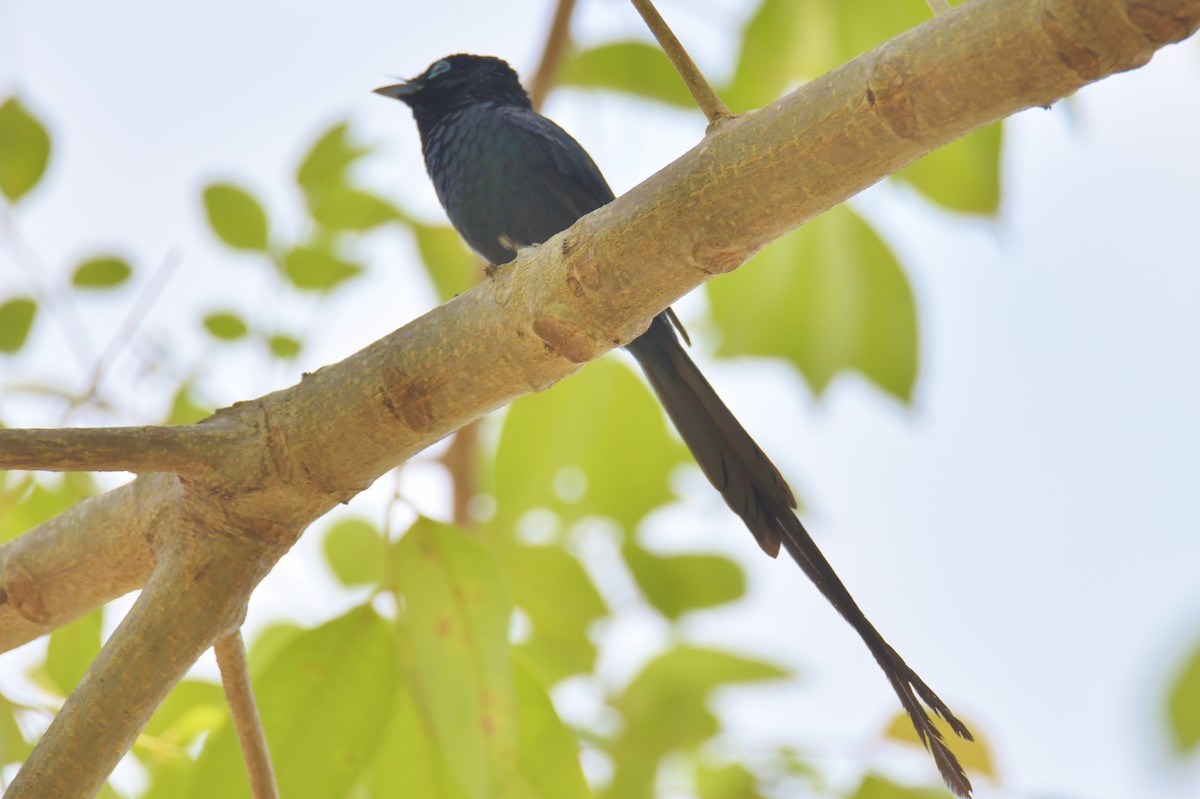 Sao Tome Paradise-Flycatcher - ML643765062