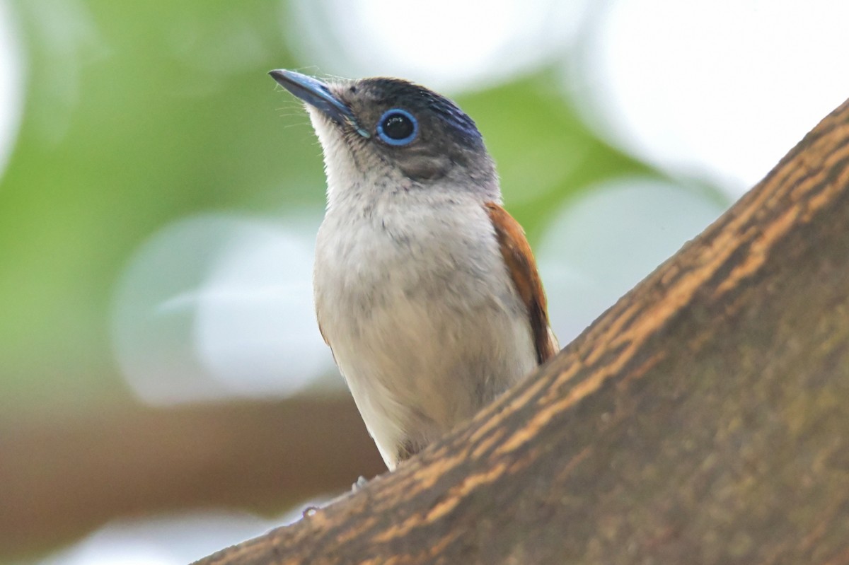 Sao Tome Paradise-Flycatcher - ML643765063