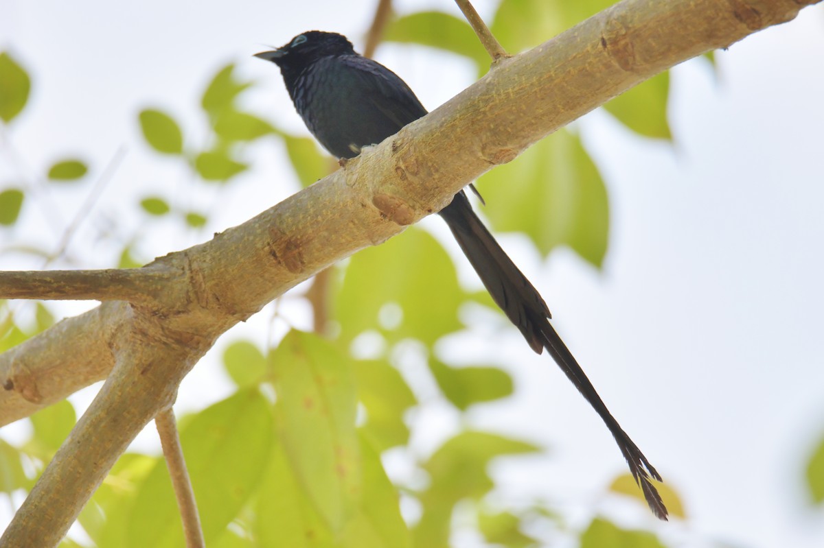 Sao Tome Paradise-Flycatcher - ML643765065