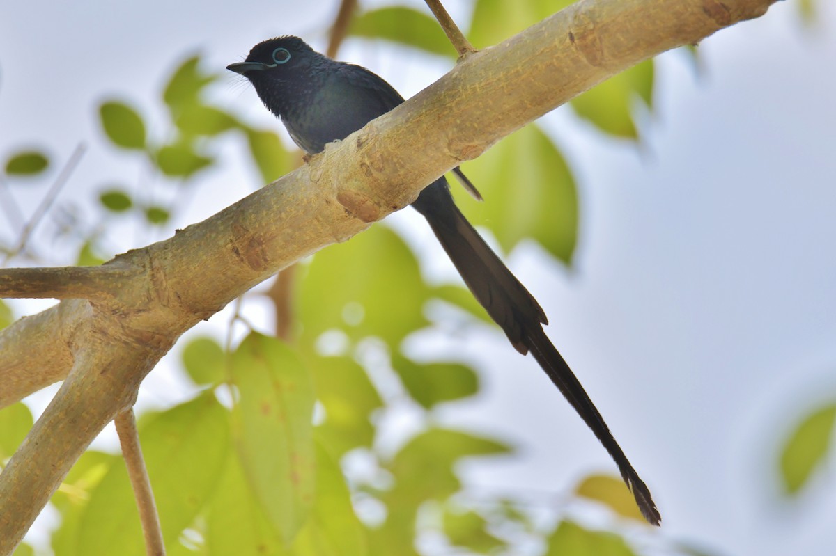 Sao Tome Paradise-Flycatcher - ML643765066