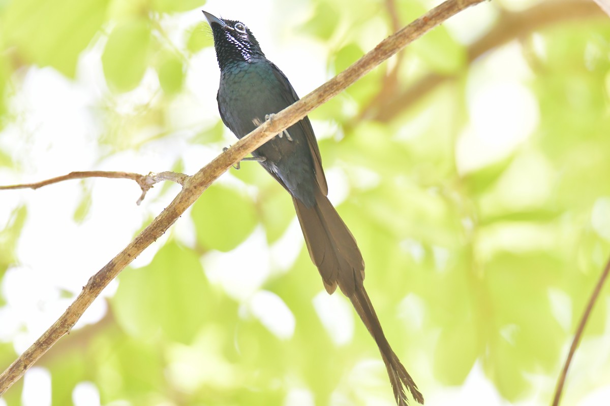 Sao Tome Paradise-Flycatcher - ML643765067