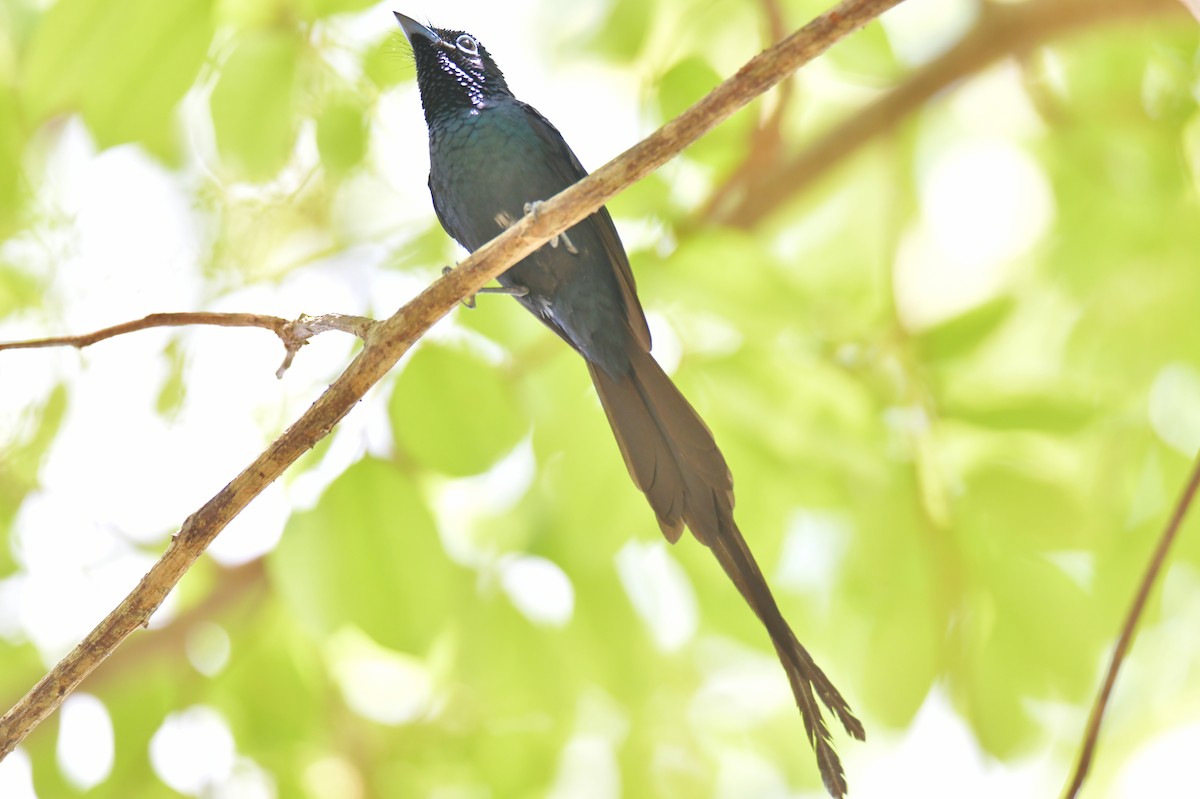 Sao Tome Paradise-Flycatcher - ML643765068