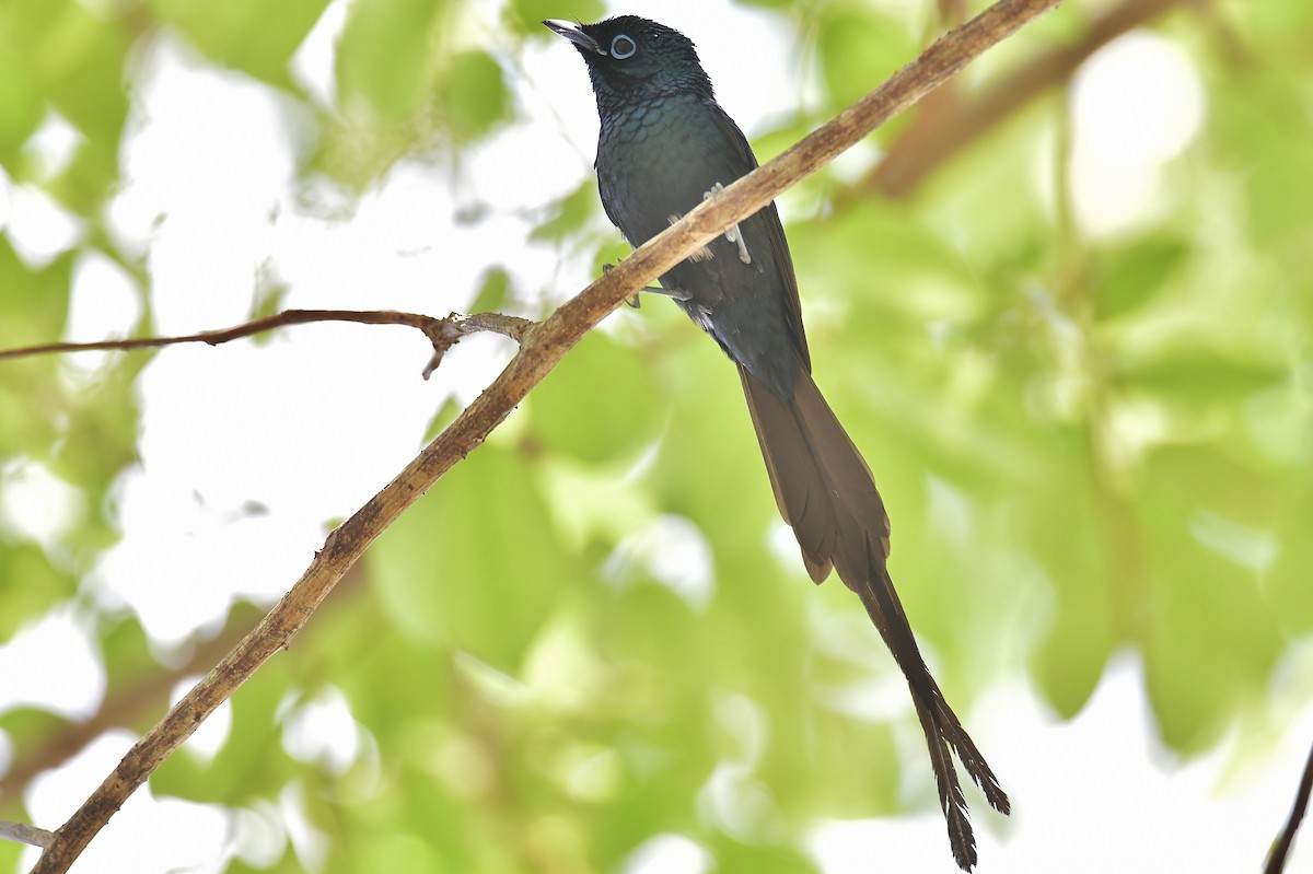 Sao Tome Paradise-Flycatcher - ML643765070