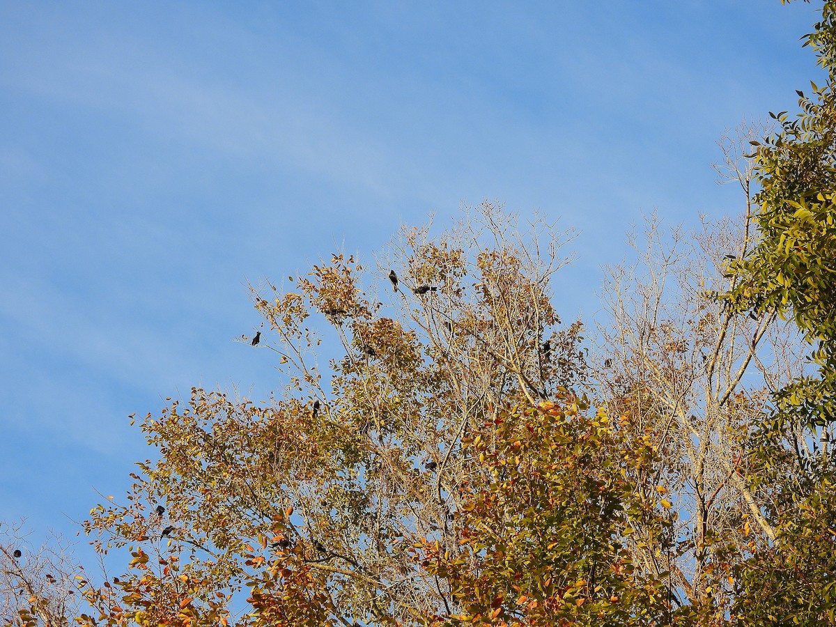 Common Grackle - ML643765077