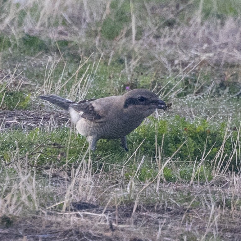 Northern Shrike - ML643765083