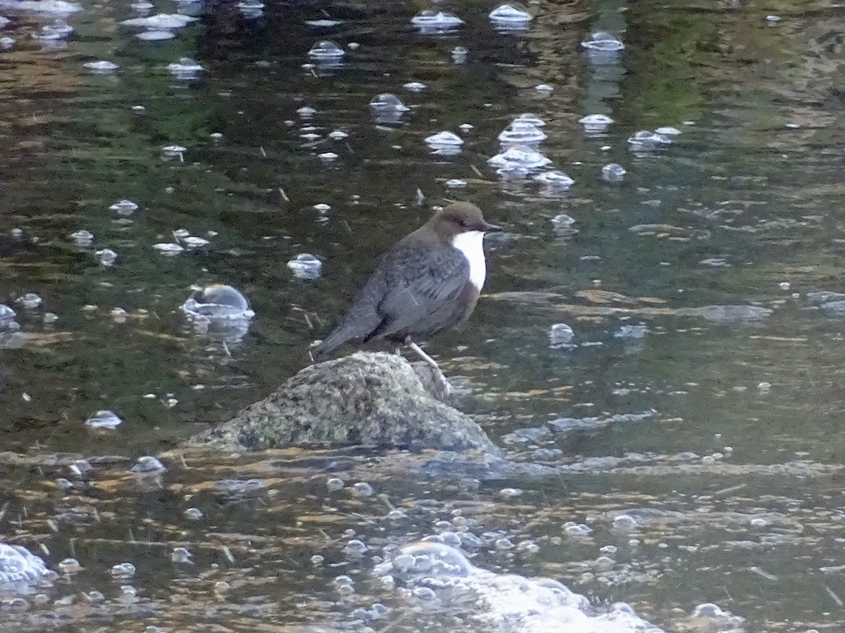 White-throated Dipper - ML643765086