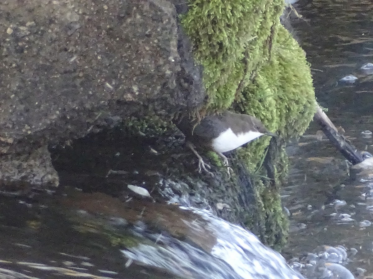 White-throated Dipper - ML643765087