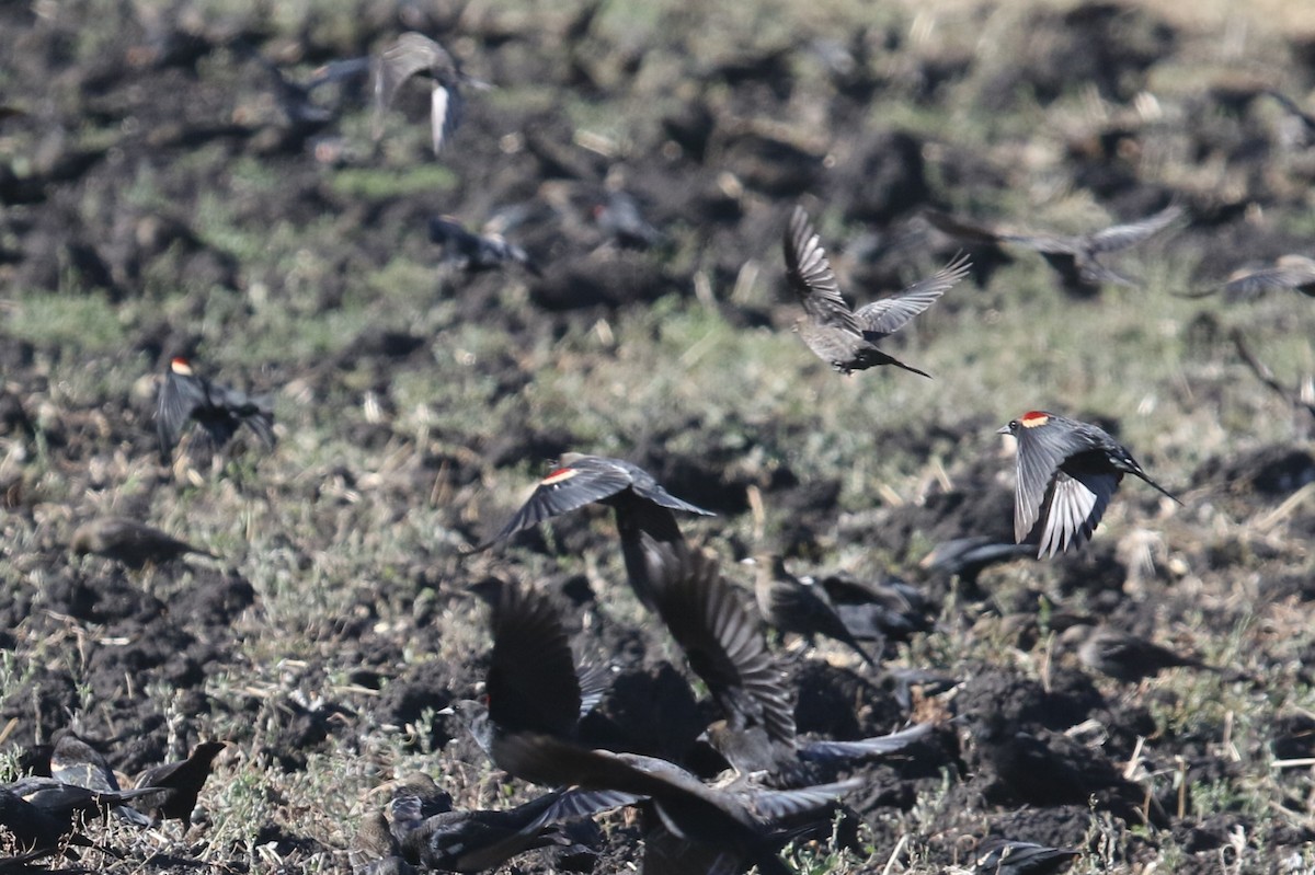 Tricolored Blackbird - ML643765101