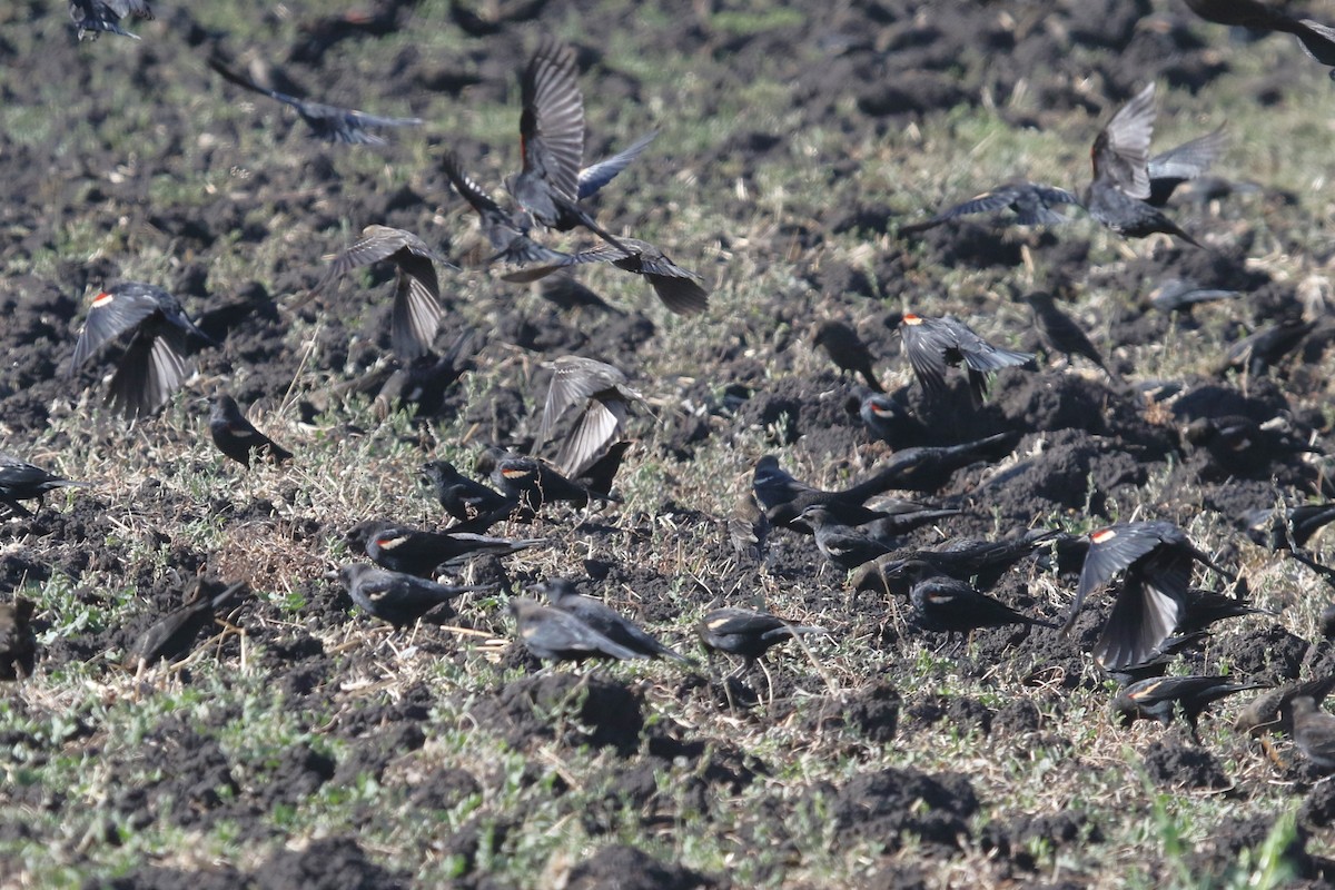 Tricolored Blackbird - ML643765102