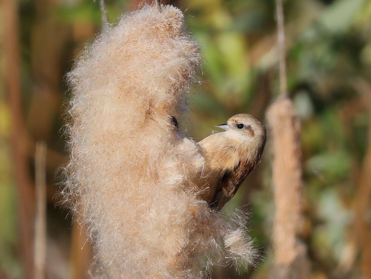Eurasian Penduline-Tit - ML643765104