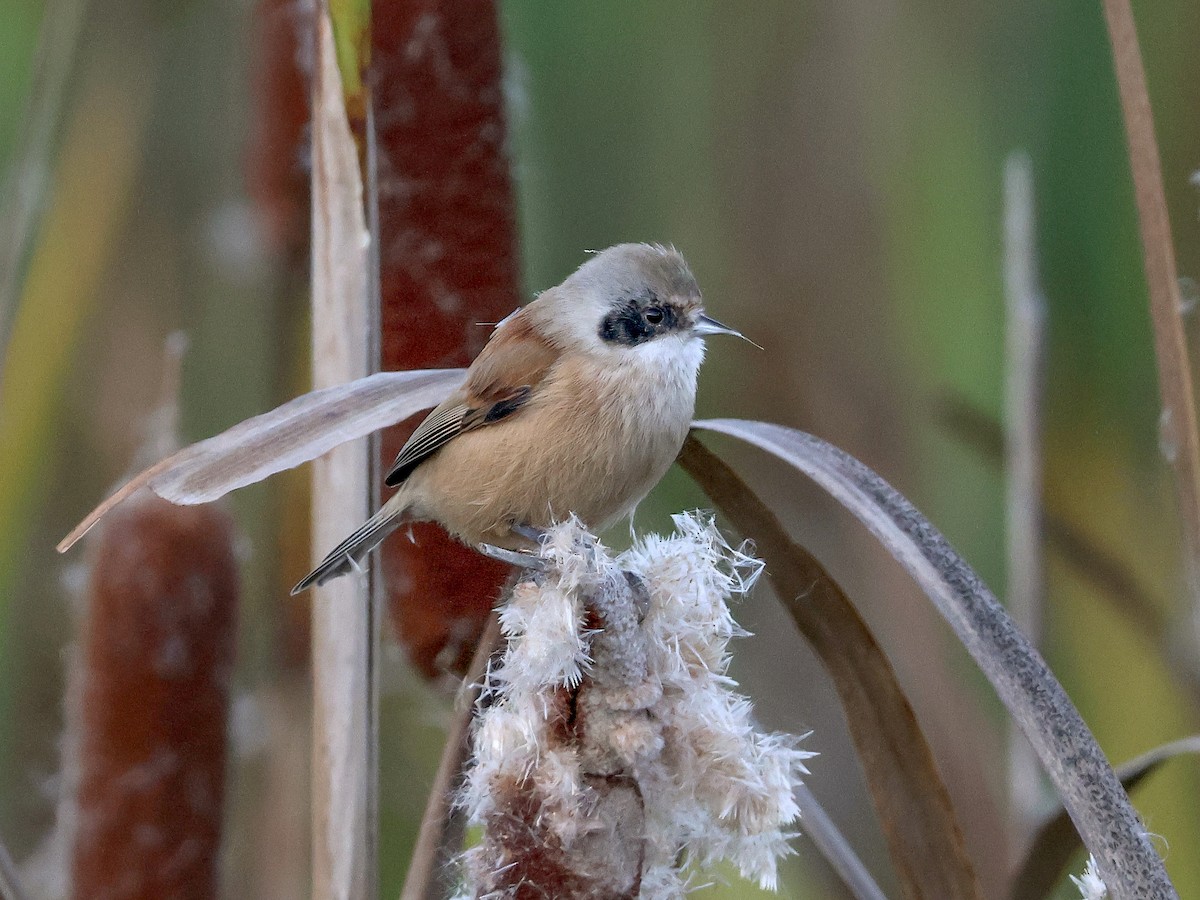 Eurasian Penduline-Tit - ML643765105