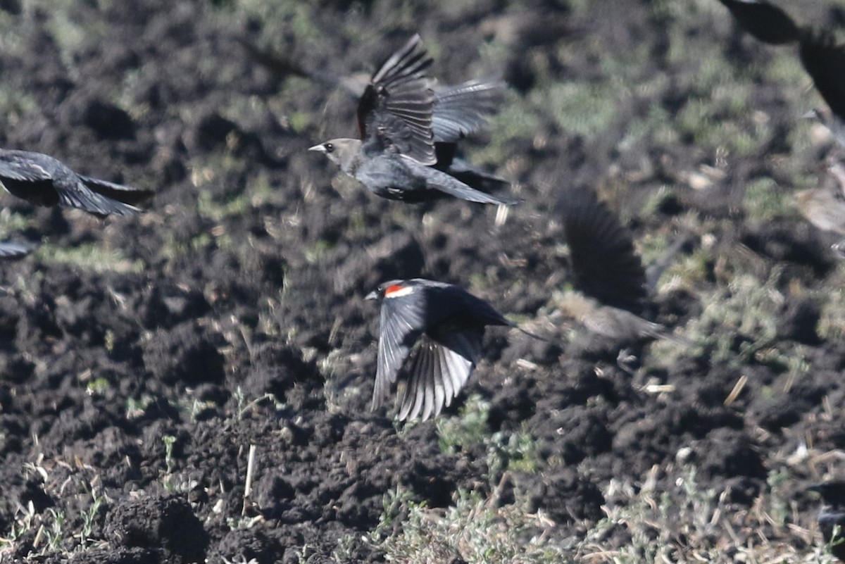 Tricolored Blackbird - ML643765109