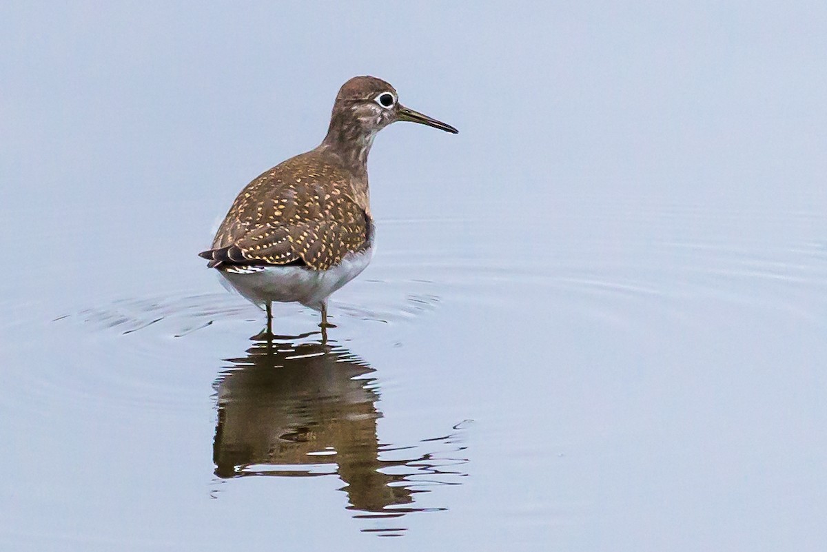 Solitary Sandpiper - ML64376511