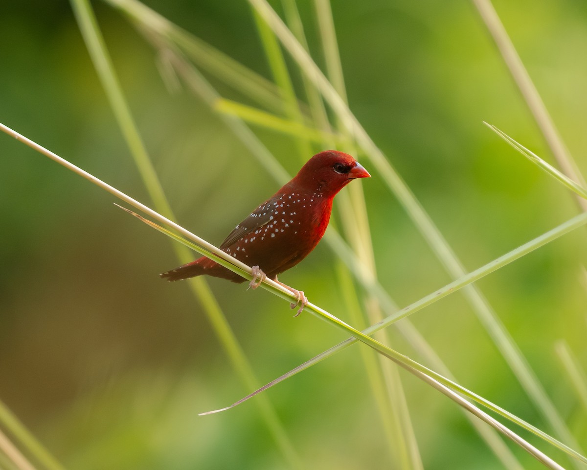 Red Avadavat - ML643765111
