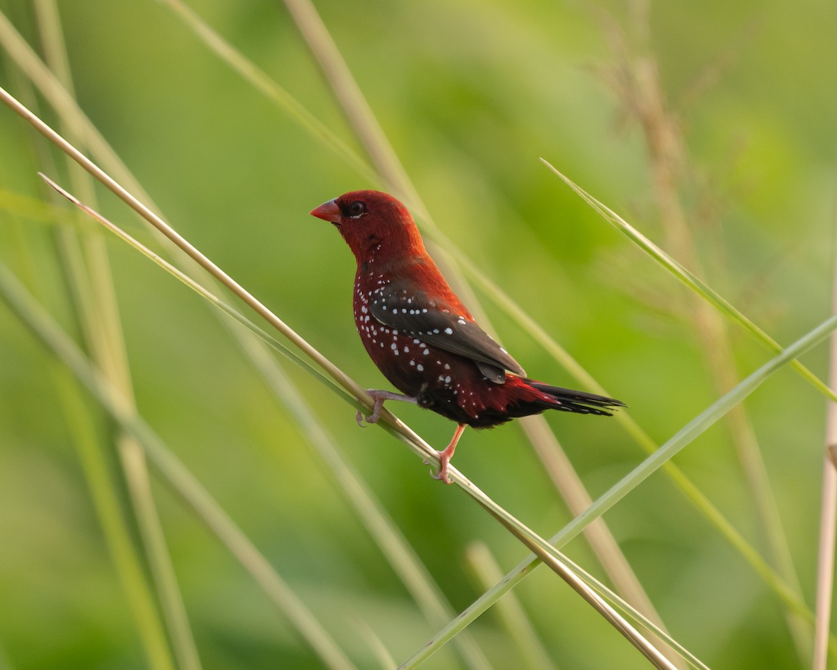 Red Avadavat - ML643765112
