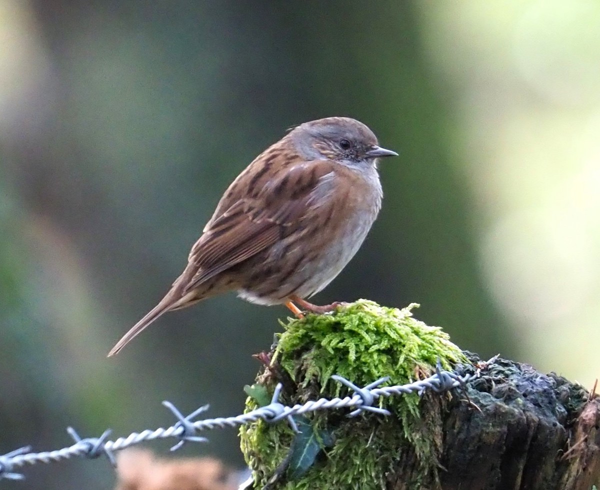 Dunnock - ML643765113