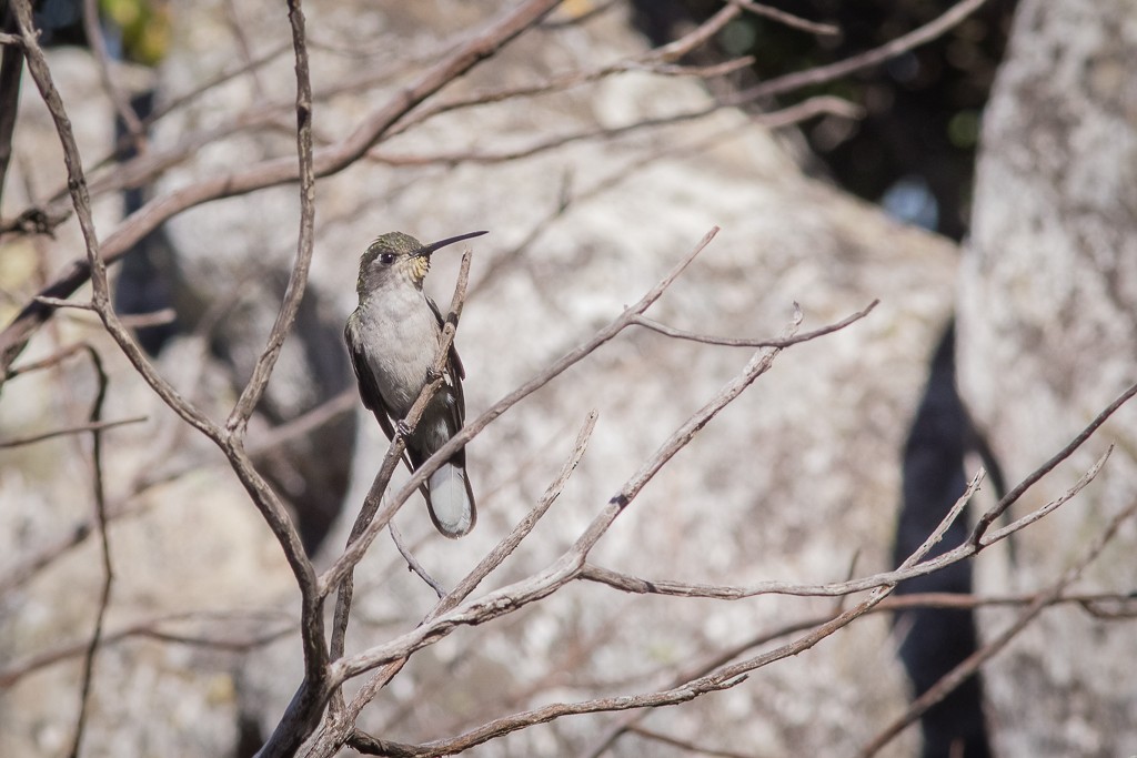 Diamantina Sabrewing - ML643765121