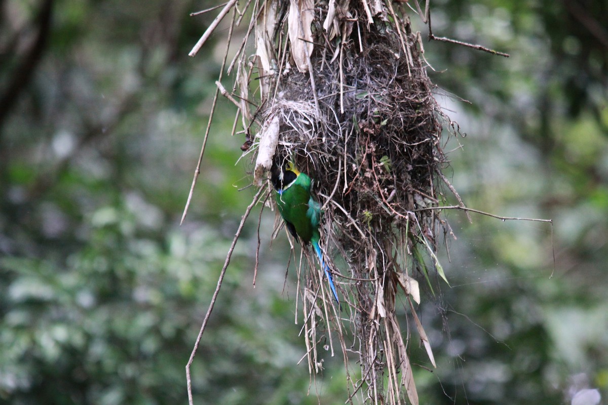 langstjertbrednebb - ML643765133