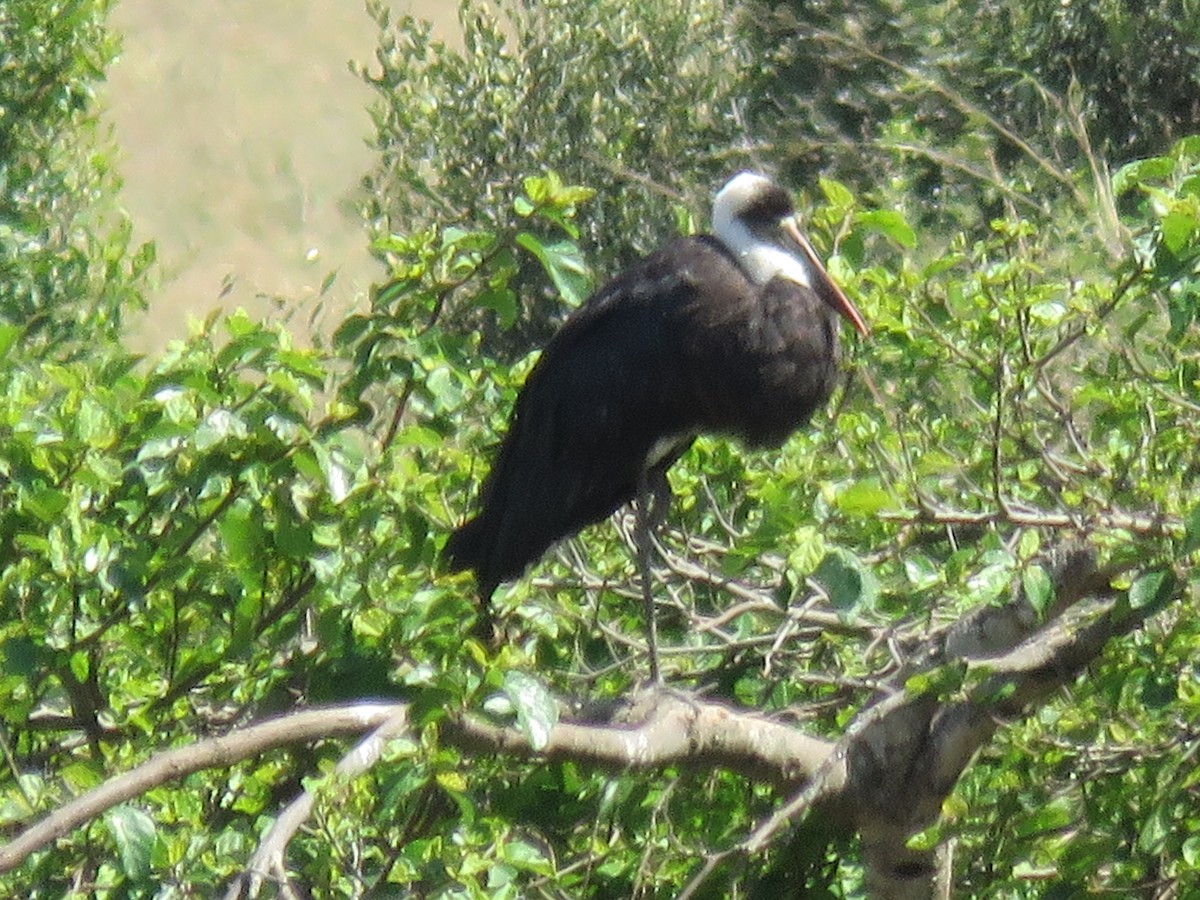 African Woolly-necked Stork - ML643765156