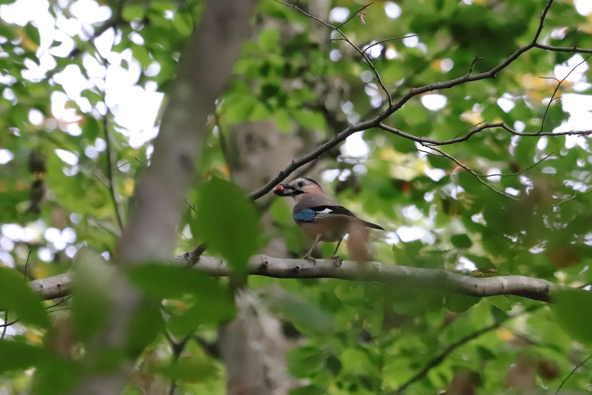 Eurasian Jay - ML643765157