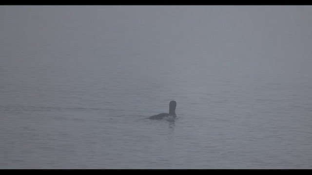 Common Loon - ML643765166