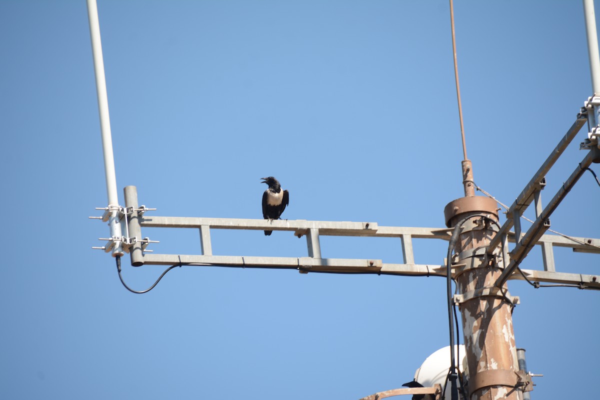 Pied Crow - ML643765194