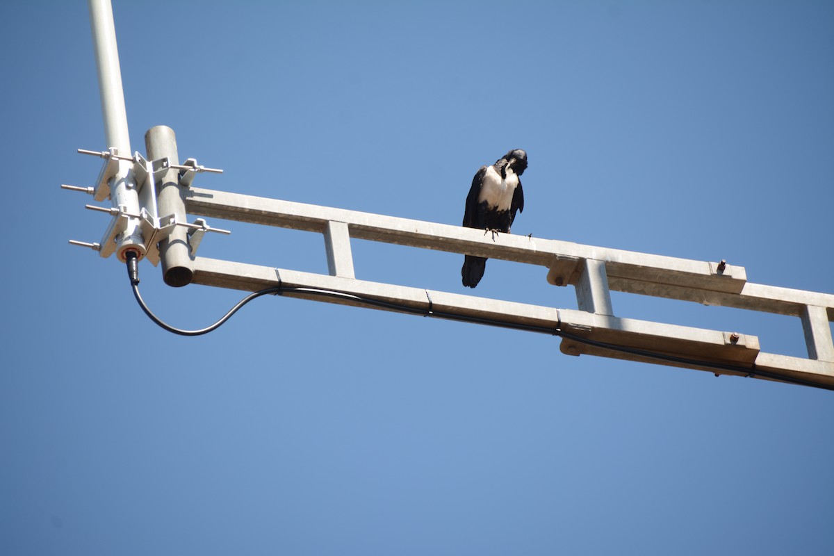 Pied Crow - ML643765195