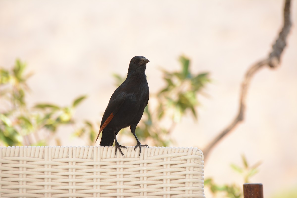 Red-winged Starling - ML643765227