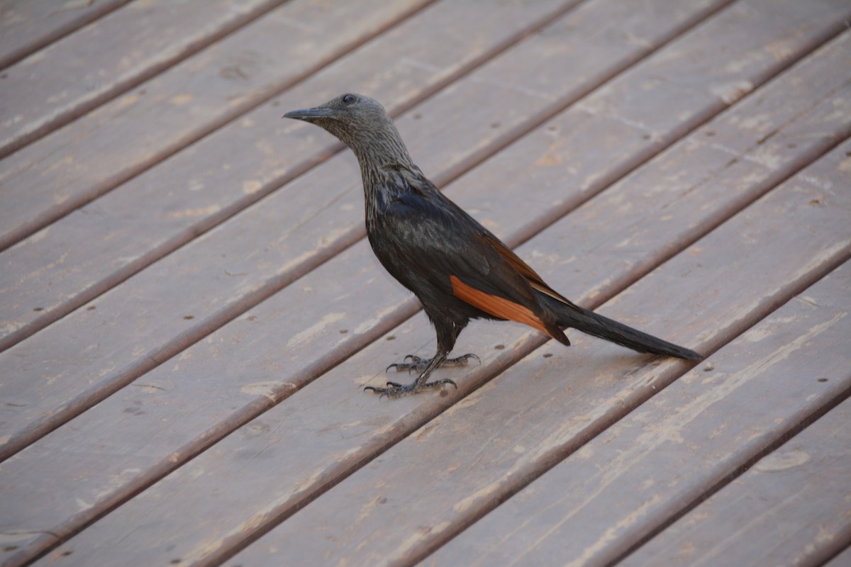 Red-winged Starling - ML643765228
