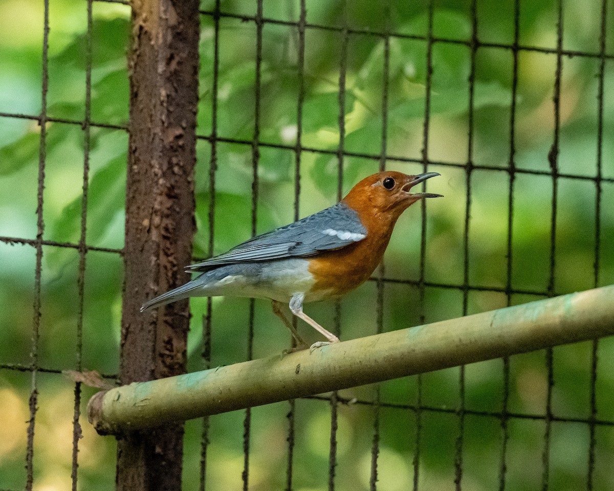 Orange-headed Thrush - ML643765290