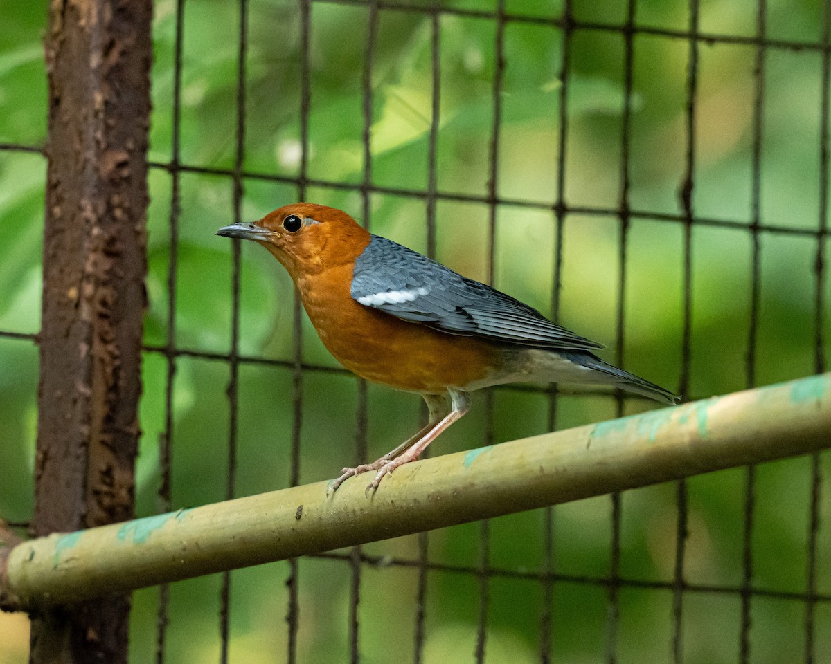 Orange-headed Thrush - ML643765291