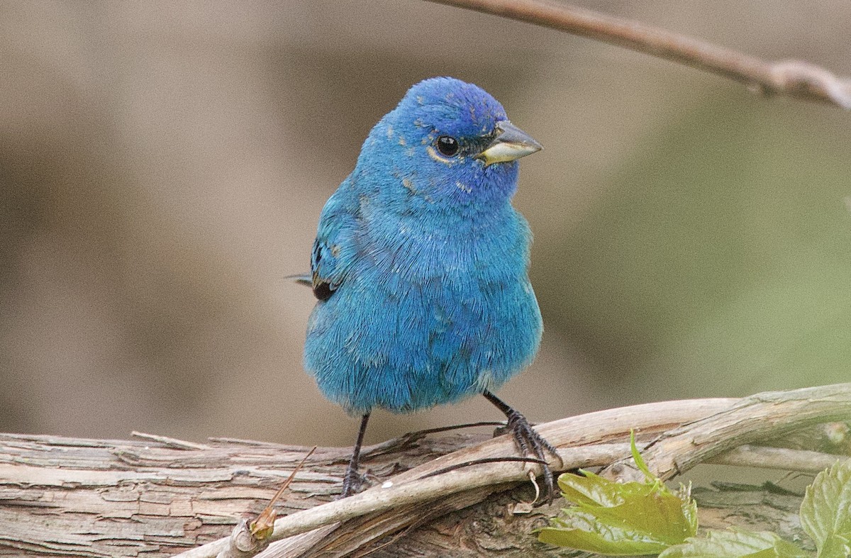 Indigo Bunting - ML643765331