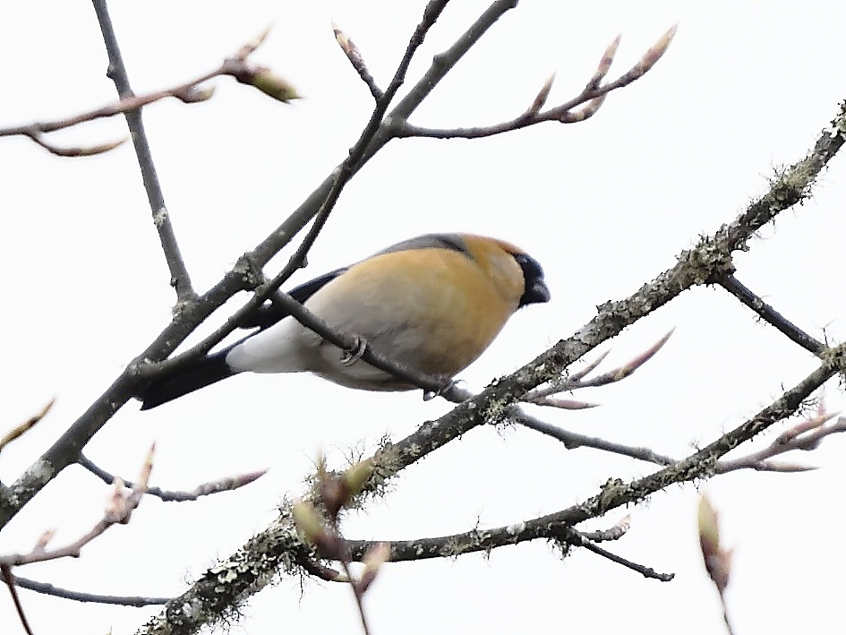 ズアカウソ - ML643765337