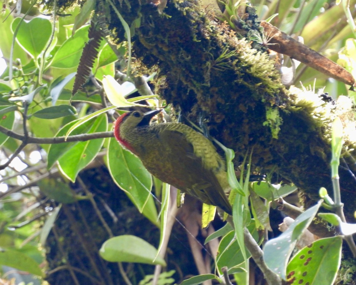 Golden-olive Woodpecker (Golden-olive) - ML643765358