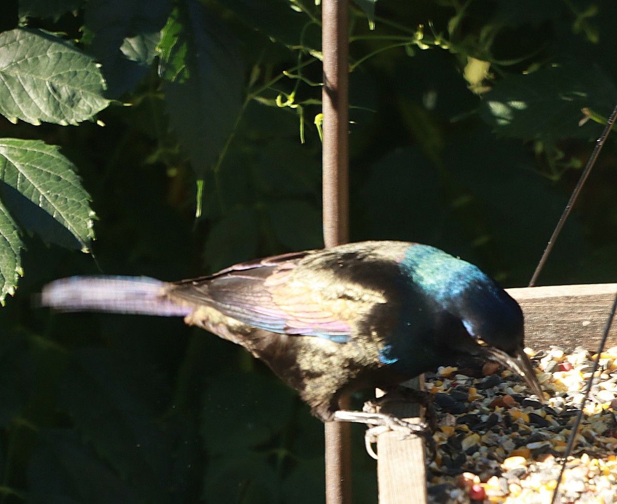 Common Grackle - ML643765359