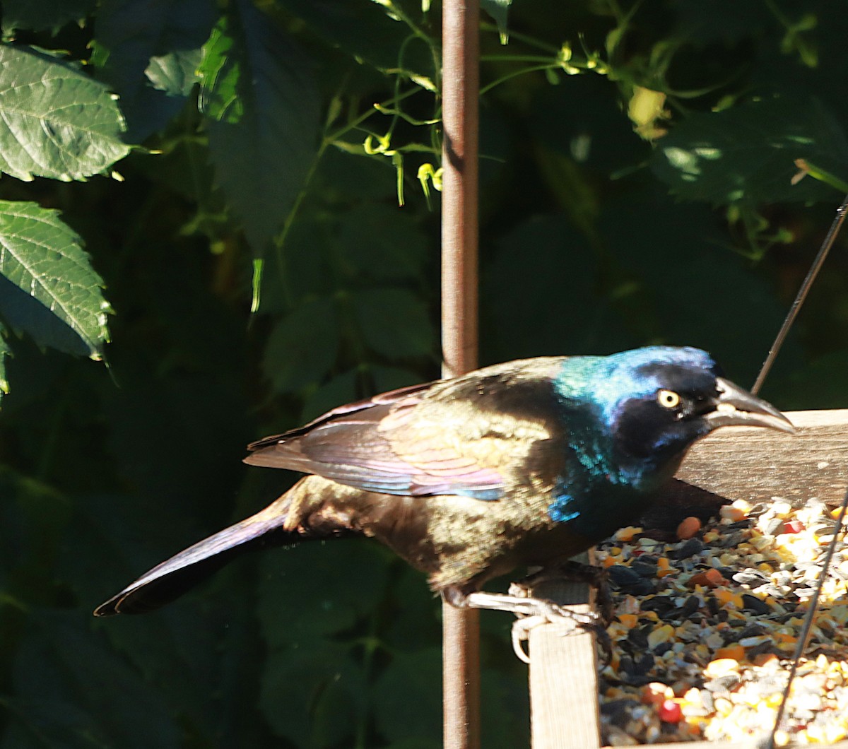 Common Grackle - ML643765366