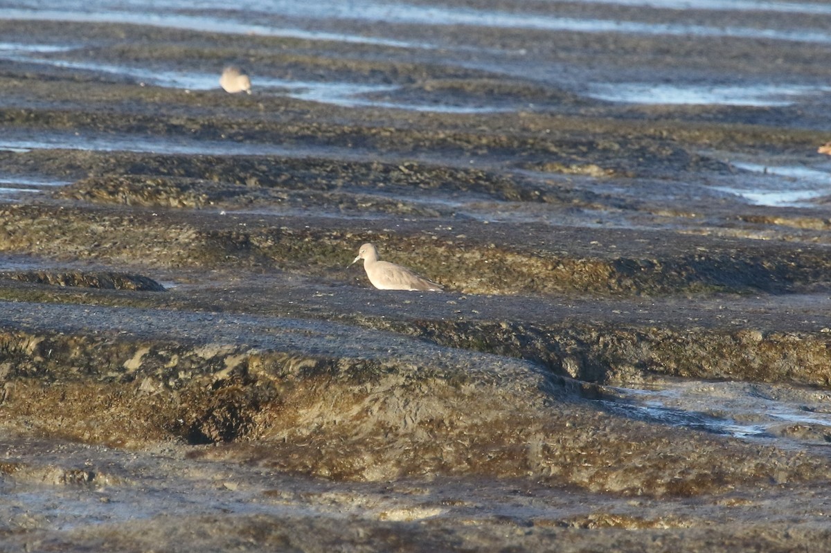willetsnipe - ML643765368