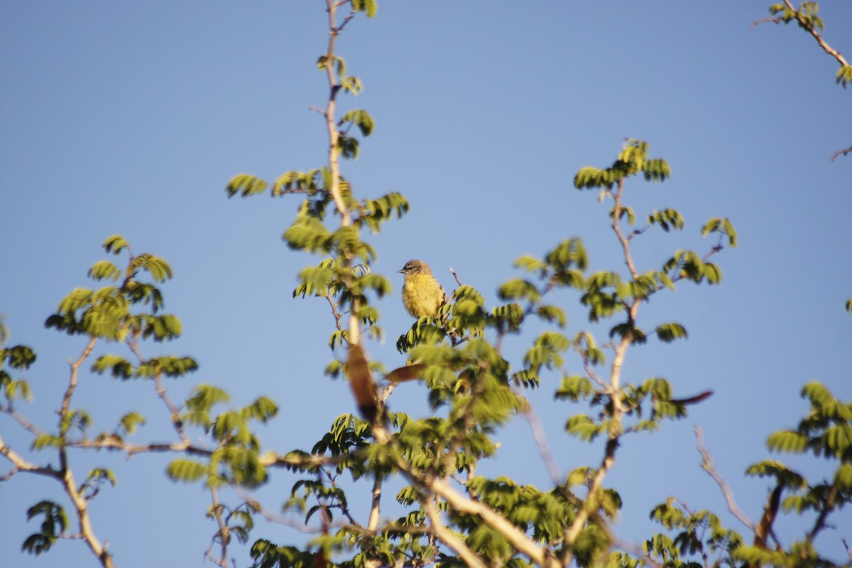 Southern Penduline-Tit - ML643765377