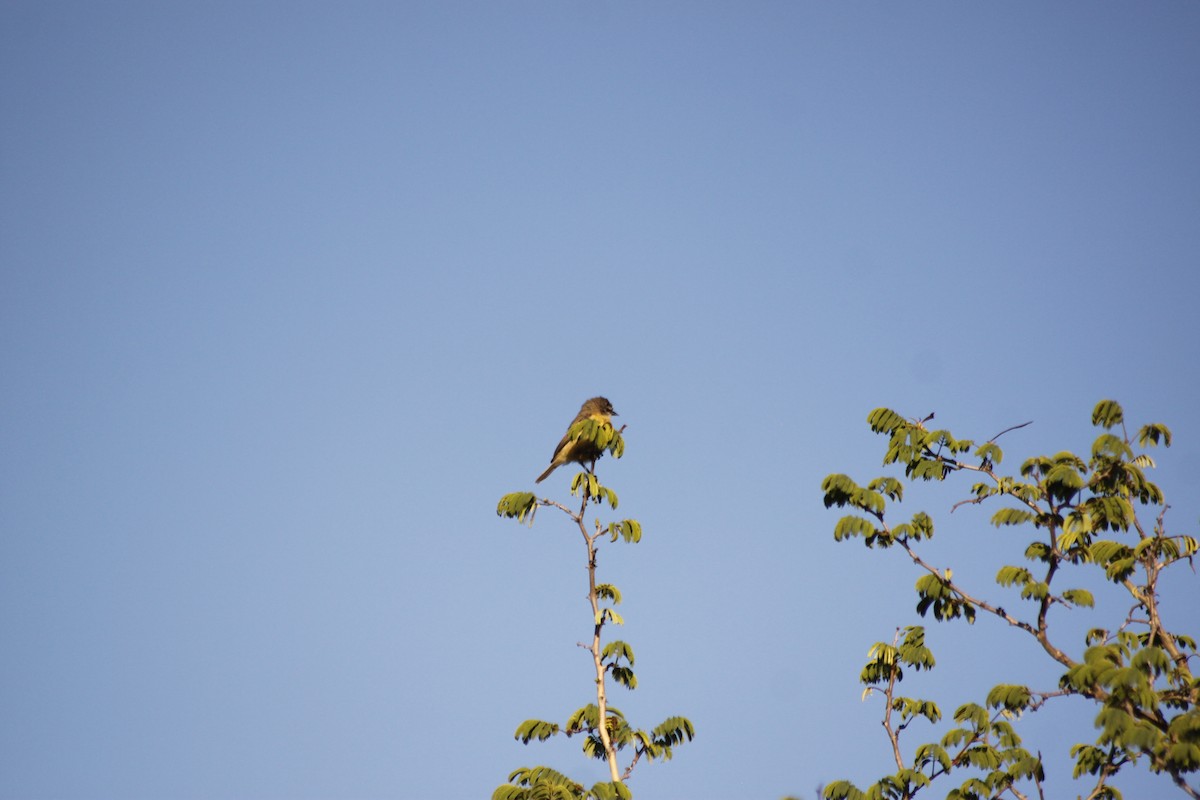 Southern Penduline-Tit - ML643765385