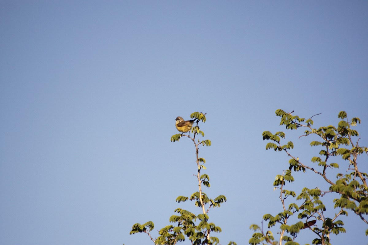 Southern Penduline-Tit - ML643765386