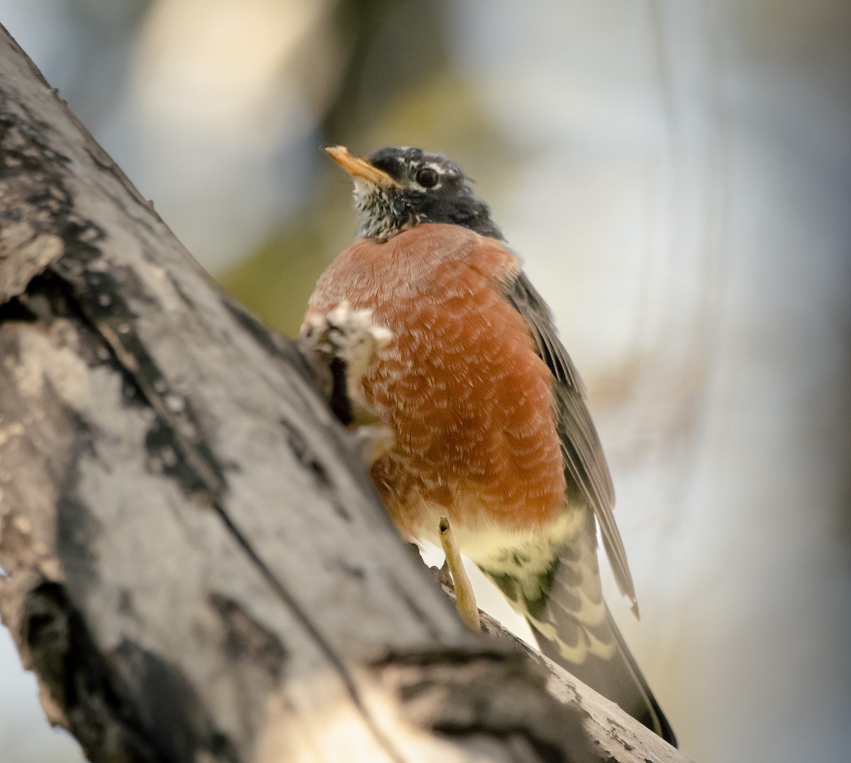American Robin - ML643765388