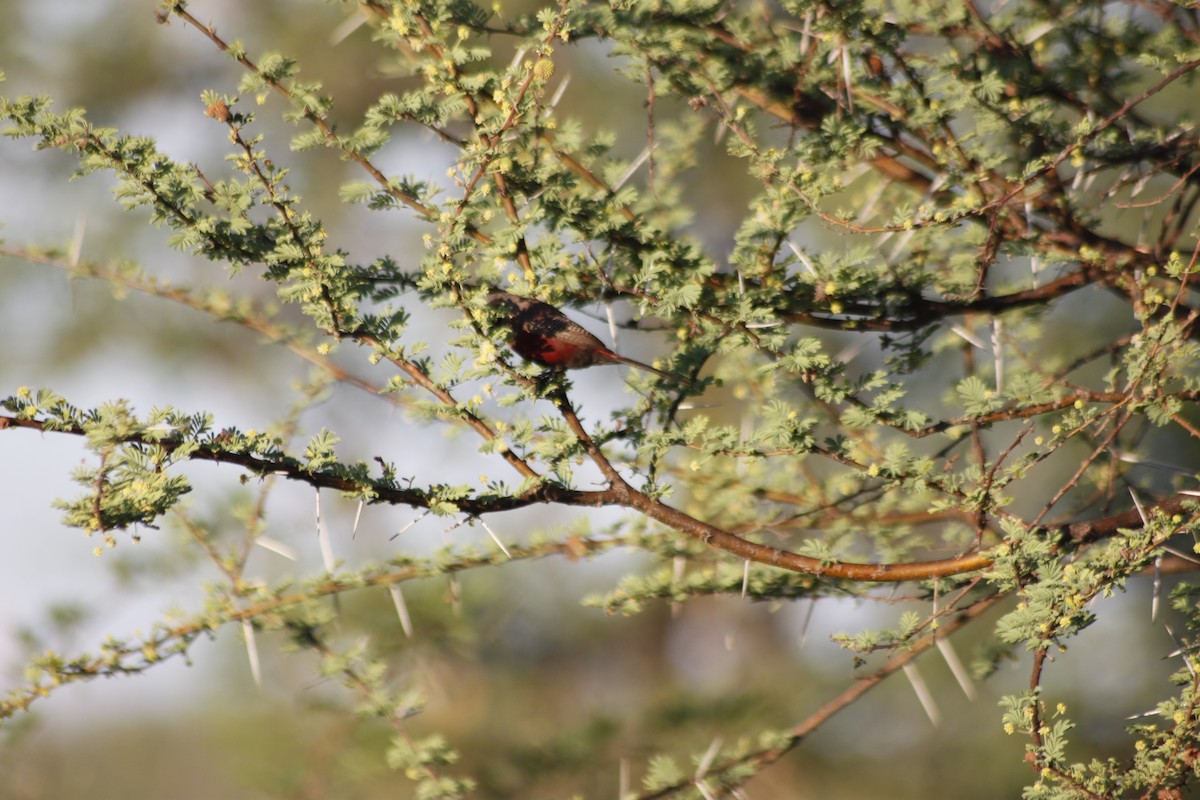 Black-faced Waxbill - ML643765399