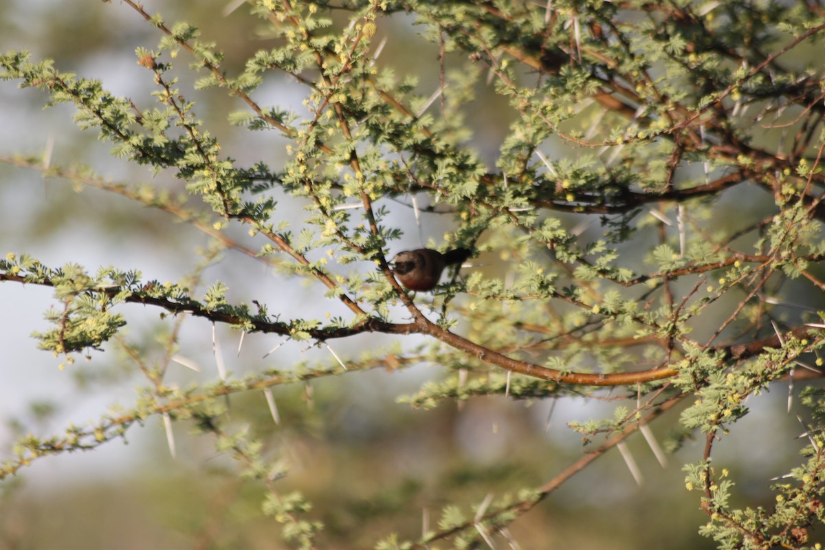 Black-faced Waxbill - ML643765400