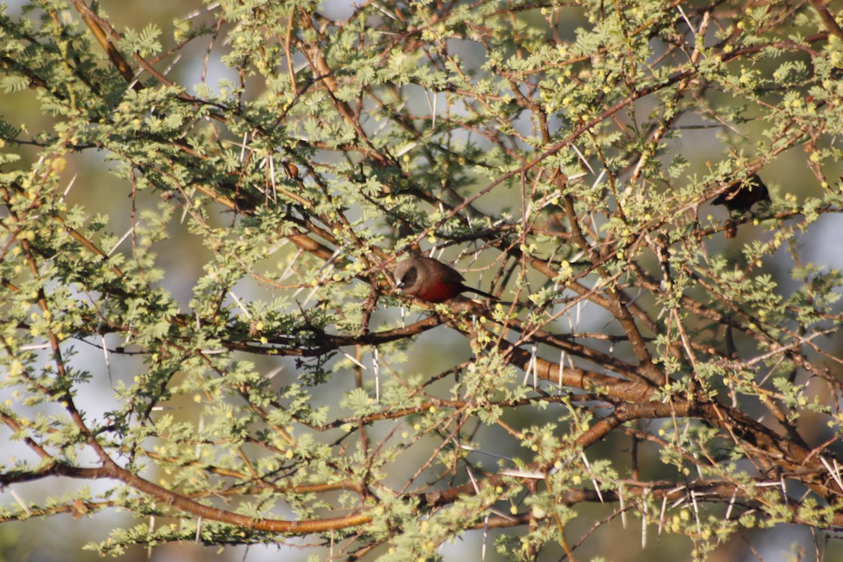 Black-faced Waxbill - ML643765401