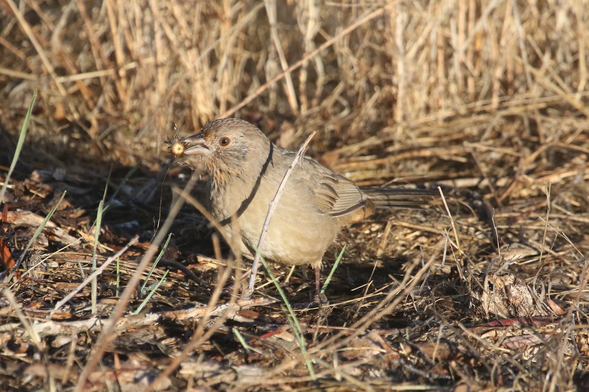 California Towhee - ML643765404