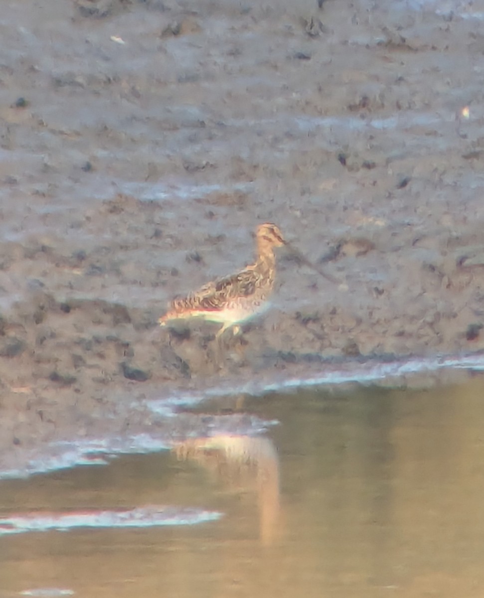 African Snipe - ML643765409