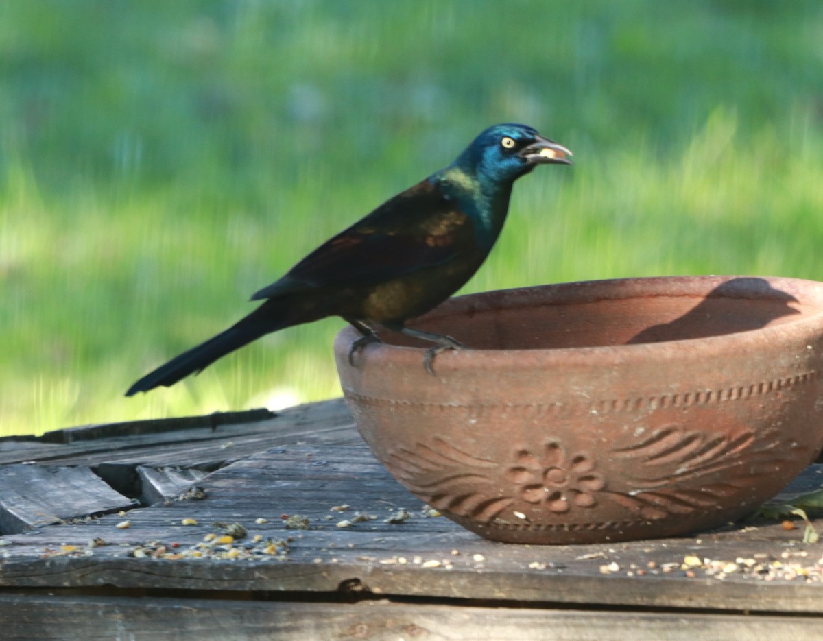 Common Grackle - ML643765412
