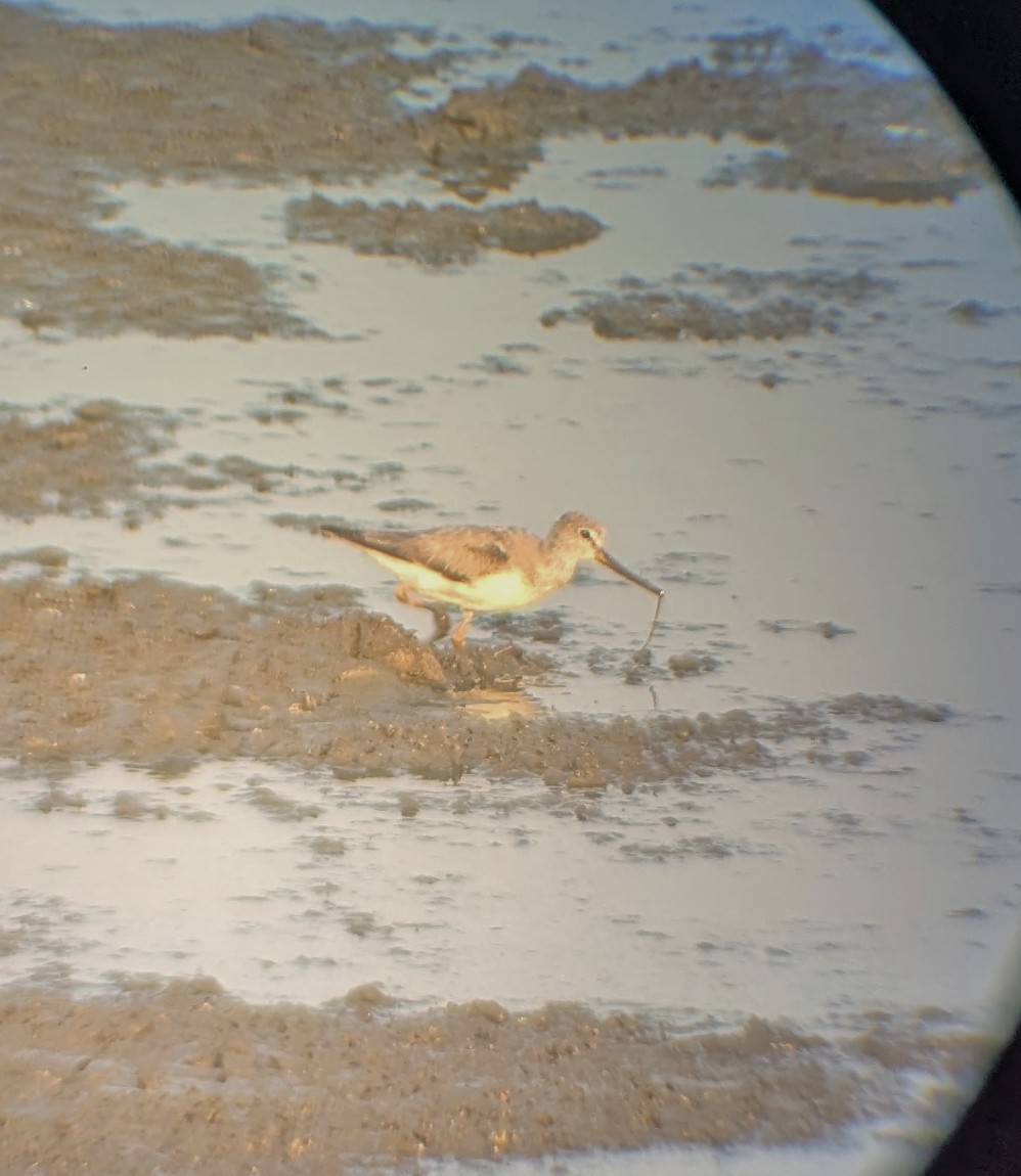 Terek Sandpiper - ML643765420